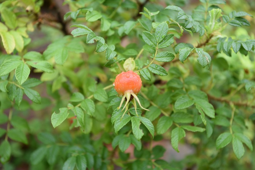 bc1e6e59c2d60adae7a1a998519832c5_1596019550_5713.JPG